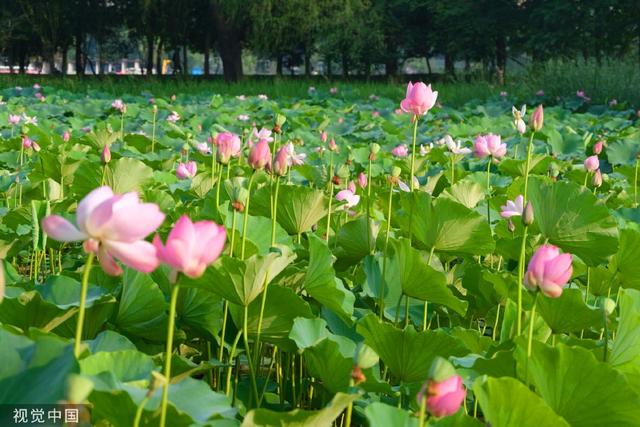 水生植物最新内容与特色概览