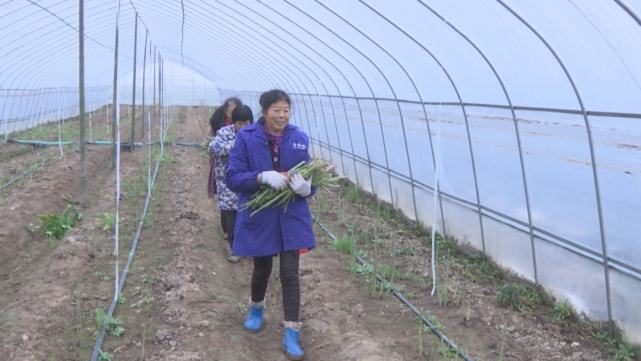 芦笋展望，未来种植、加工与市场的崭新机遇