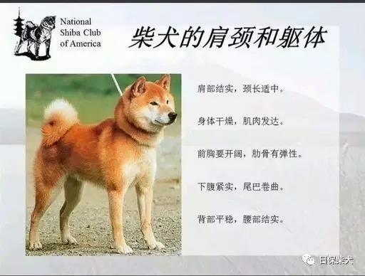 柴犬概述