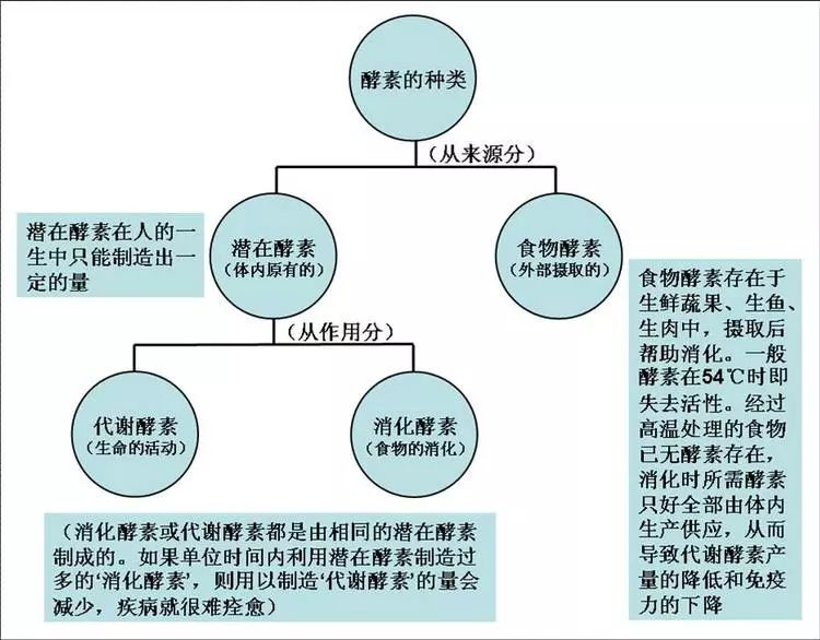 生物能源与沙狐球运动的关系